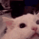 Mega Cat Scream emoji