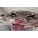 Zamncat emoji