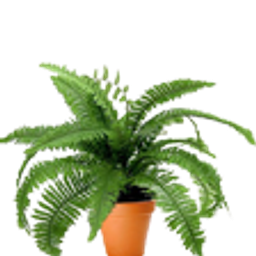 Fern emoji