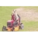 Dawgontheridinlawnmower emoji