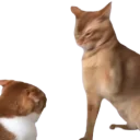 Catslap emoji