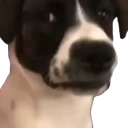 Doglookingsussyandweirdchamp emoji