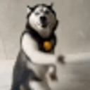 Husky Dance emoji