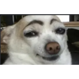 Eyebrow Dog emoji