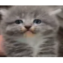 Madcat emoji