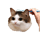 Brushcat emoji