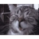 Catw emoji
