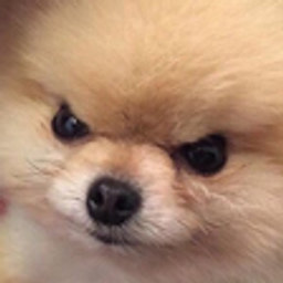 Angry Doggo emoji