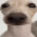 Manmerktesihmkaumanaberdieserhunddenktgeradeuebersteuerbetrugnach emoji
