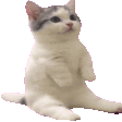 sitting-cat-cheering