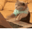 cat-typing-jam