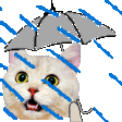 pepe-rain
